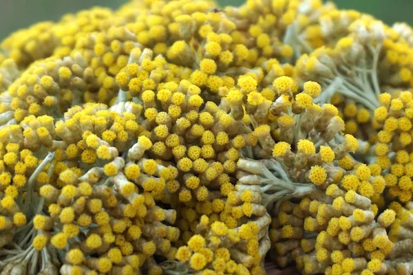 Everlasting veya immortelle çiçeği baş yakından görünümü