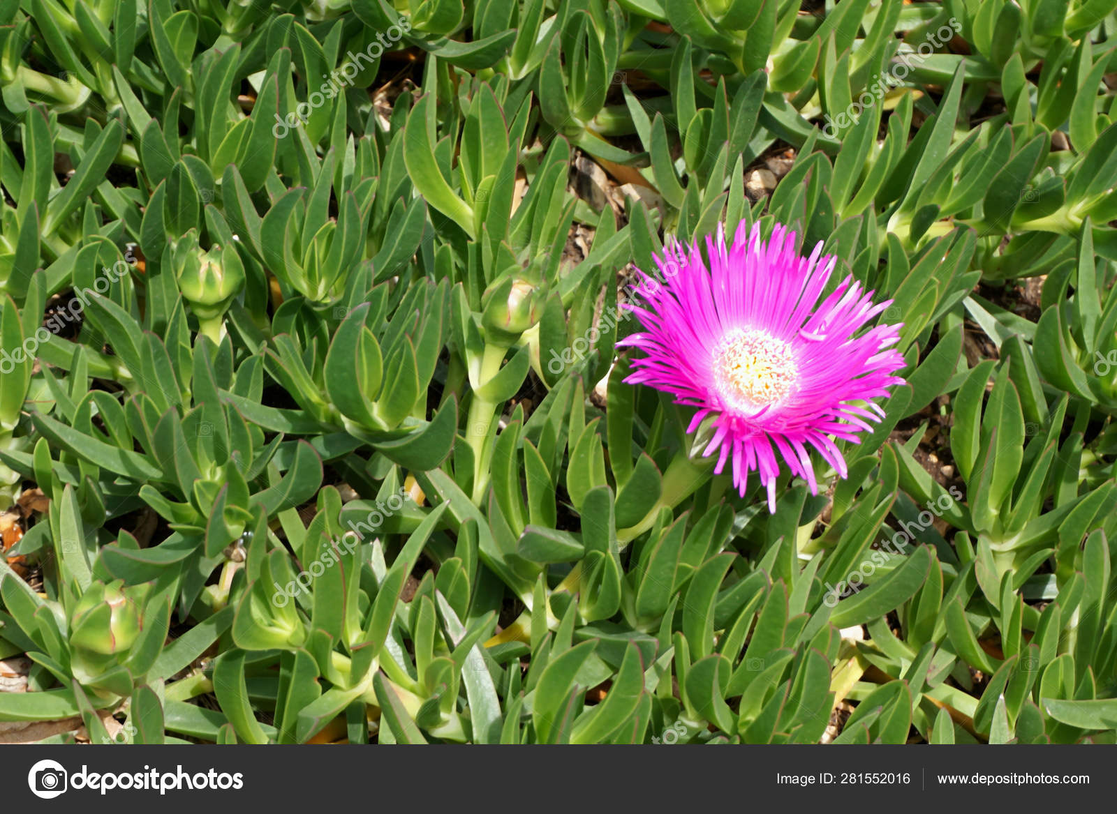 Flower And Fleshy Leaves Of Succulent Mediterranean Plant Delosperma Cooperi Or Ice Plan Stock Photo By C Happywindow