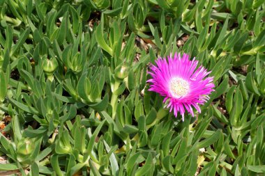 Flower and fleshy leaves of succulent Mediterranean plant Delosperma Cooperi or Ice plan clipart