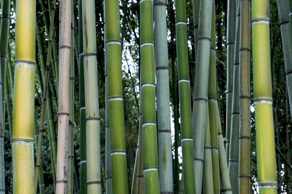 Green branches of old and new bamboo trees — Stock Photo, Image