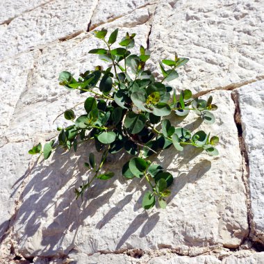 Capparis spinosa veya kapari, güneşli yaz gününde taş duvarda, malzemeler yenebilir yeşil bitki