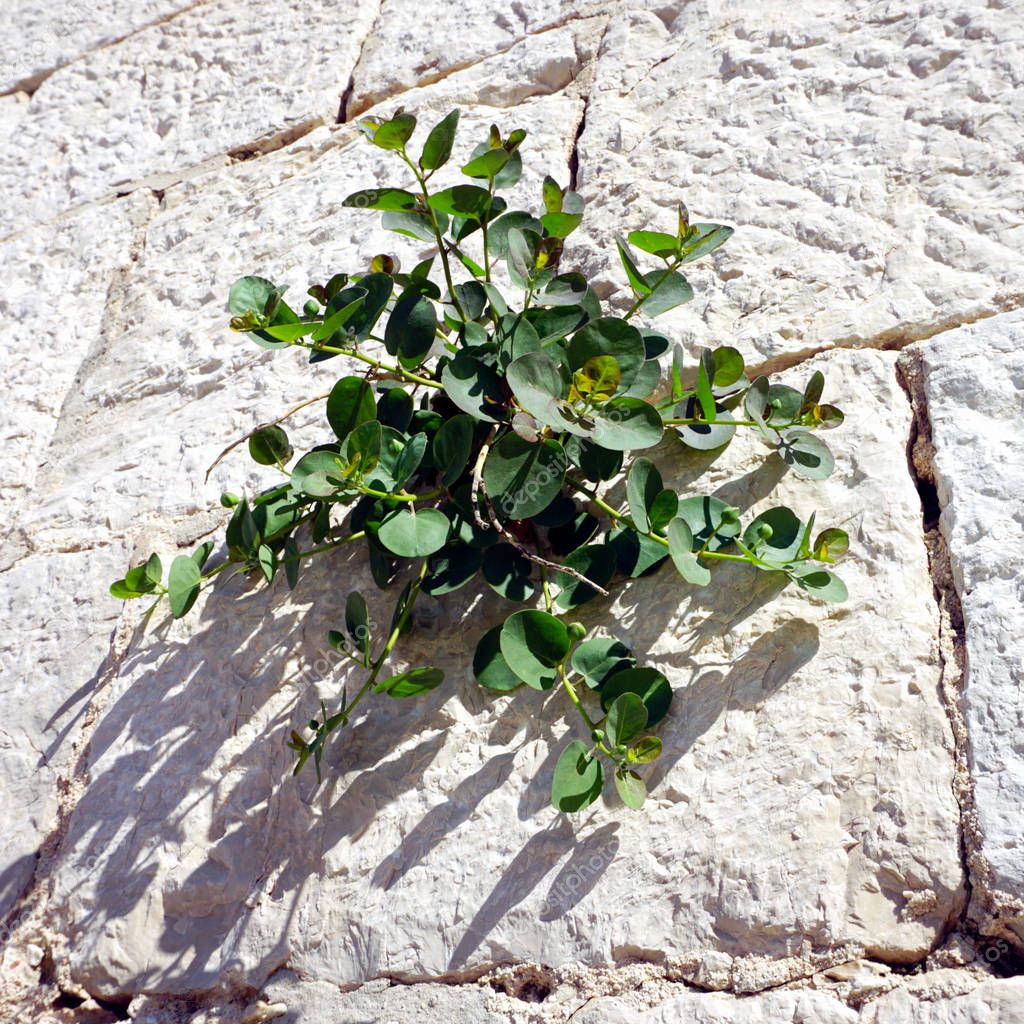 Capparis spinosa or capers, green plant that may be eaten ingredients, on the stone wall on the sunny summer day