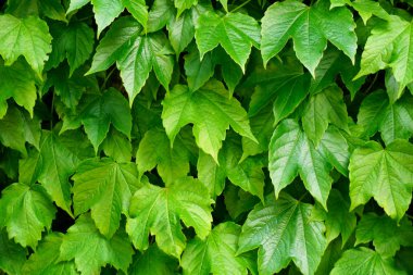 Hedera arka planda kalıyor. Ivy bitkinin büyük yeşil yaprakları
