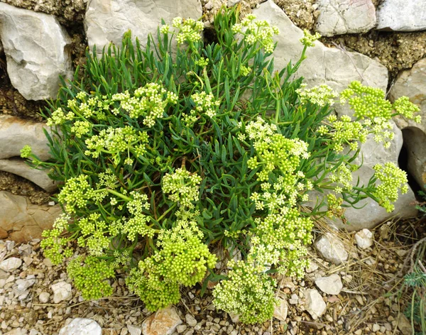 Planta mediterrânea Rock Samphire ou Crithmum maritimum nas rochas — Fotografia de Stock