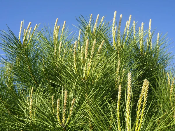 Yellow flowers on the top of the pine tree, Pinus Mediterranean with flowers — Stock Photo, Image