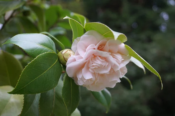 Yumuşak pembe renk tomurcuk ile Camellia Japonica Çiçek