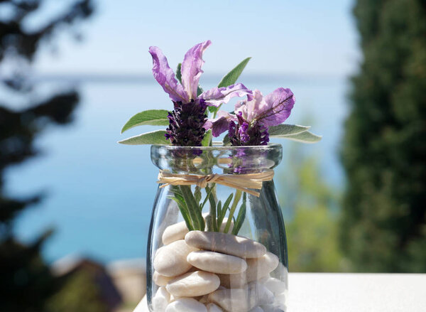 Nepetoideae plants, young lavender and sage in decorative jar