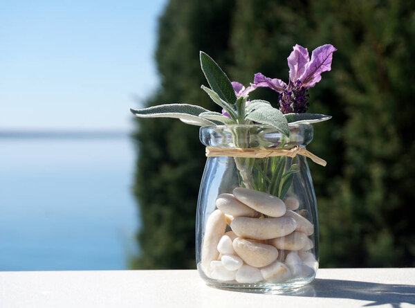 Decorative jar with white pebbles and young plant of lavender and sage