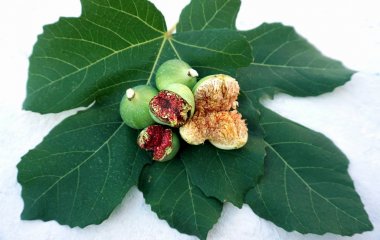 İncir yaprakları üzerinde unripened çatlak ve tüm incir