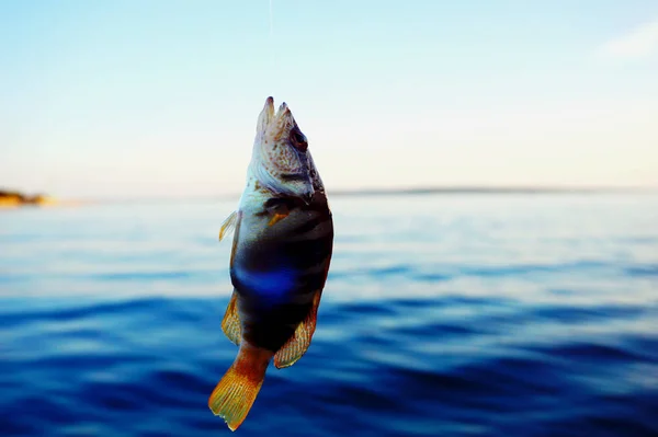 Pequeños peces marinos Serranus Scriba atrapado y colgando de la línea de pesca por encima de la superficie del mar —  Fotos de Stock