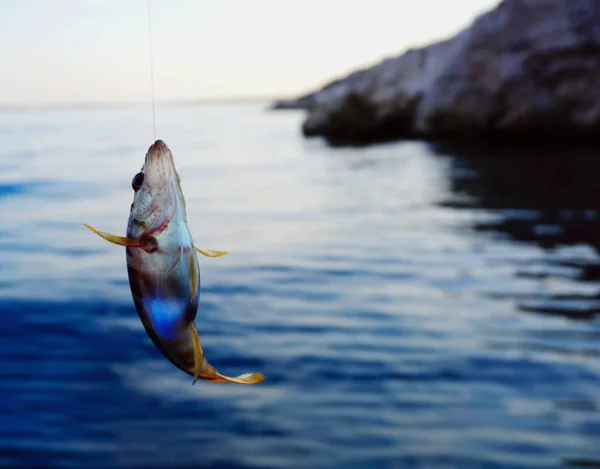 Poisson de mer Serranus Scriba sur un fil de pêche pêché au-dessus de la surface de la mer — Photo