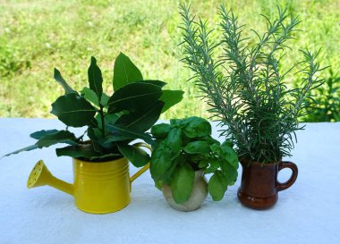 Aromatic herbs, laurel leaves, rosemary and basil, lined in small pots in front of the green meadow background clipart