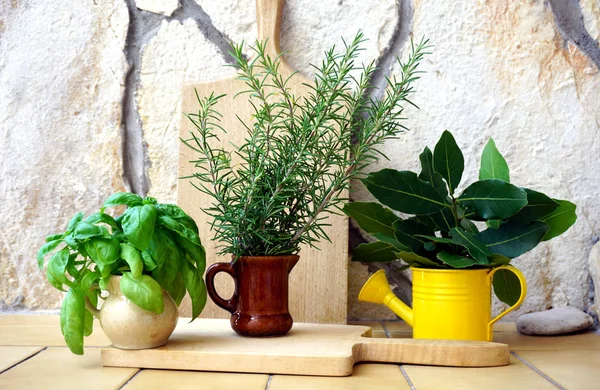 Mediterranean herbs, basil, laurel and rosemary in decorative pots on rustic background — Stock Photo, Image
