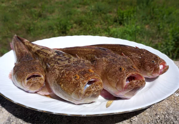 Peces marinos crudos Uranoscopus scaber o Stargazer en el plato blanco. Peces que normalmente se encuentran enterrados en la arena o el barro —  Fotos de Stock