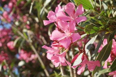 Pembe Nerium Oleander çiçek li dallar, yakından görünümü. Akdeniz yaz çiçek arka plan