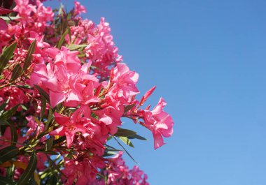 Berrak mavi gökyüzü arka plan önünde pembe oleander Dalları