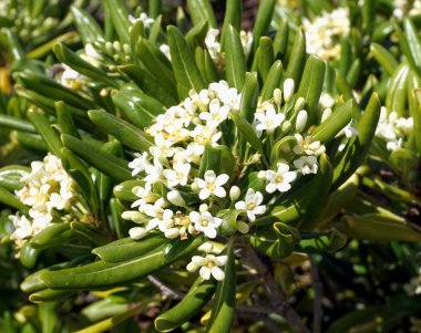 Akdeniz çiçekli bitki Pittosporum tobira. Kokulu kremsi beyaz çiçekler birçok küme ile Bush