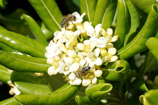 Flowering mediterranean plant with two bees on it. Fragrant Pittosporaceae white flower surround with green leaves