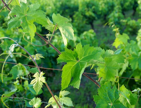 Grapevine levelek és szőlő szőlőben, közelről kilátás — Stock Fotó