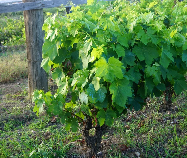 Motivo agrícola y rural con viñedo en primer plano — Foto de Stock