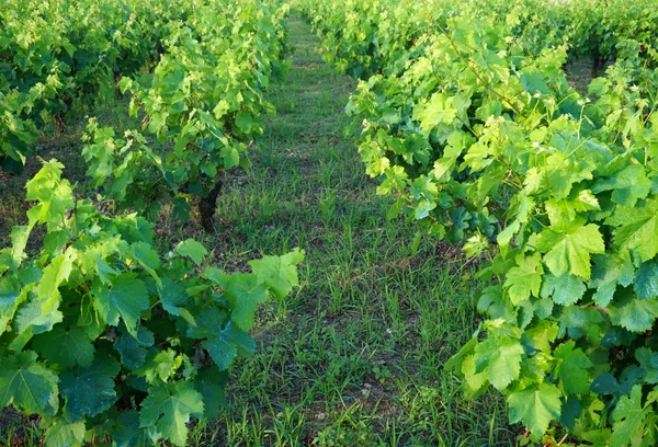 Fila de viñedos entre dos líneas de vid a principios del verano — Foto de Stock