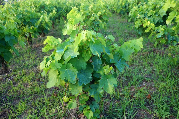 Sulfato de cobre sobre las hojas verdes jóvenes de la vid — Foto de Stock