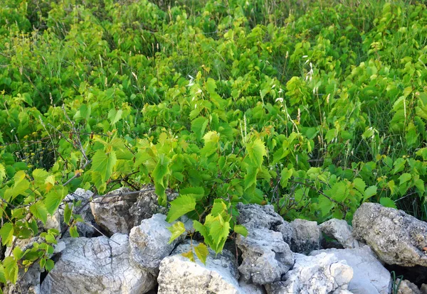 Parede de pedra seca na frente de folhas verdes de vinha abandonada — Fotografia de Stock
