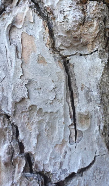 Wooden texture background. Cracked and rough bark of old wood — Stock Photo, Image