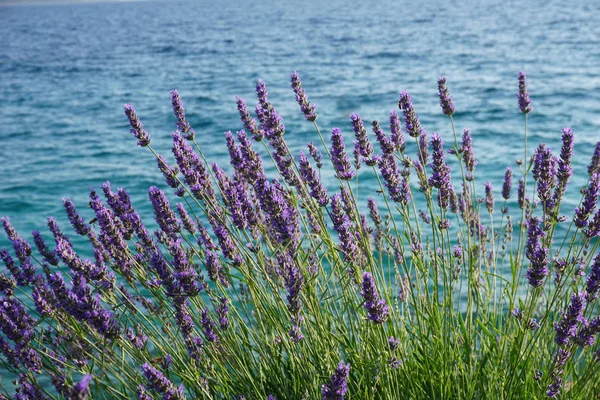 Hırvatistan'da Adriyatik deniz kıyısında mor çiçeklerle lavanta çalı