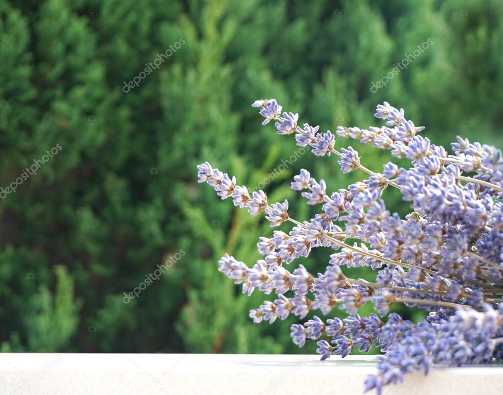 Nature background. A bunch of lavender in the background of the foreground of the tree crown, selective focus