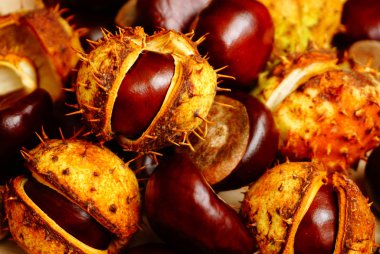 Güzel sonbahar kabuğundaki vahşi kestaneler