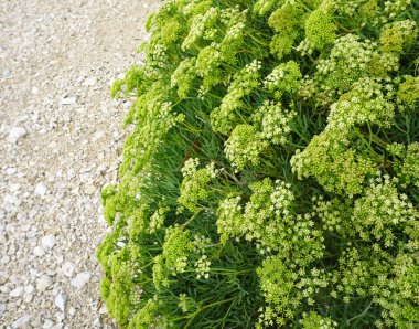 Deniz rezene Bush, Crithmum maritimum L. çakıl plajda tomurcukları ve çiçekleri ile