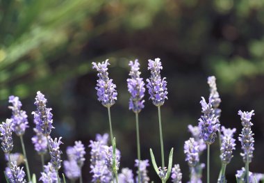 Lavandula angustifolia, Lavandula officinalis bitkileri yeşil arka planda çiçek açan lavanta dalları