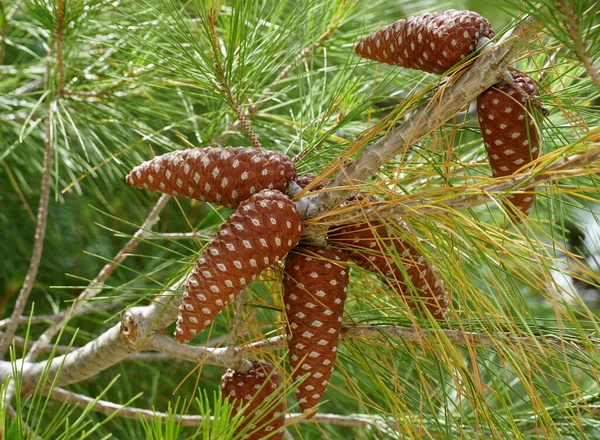 松针上的褐色松果常绿树枝上有许多松针 — 图库照片