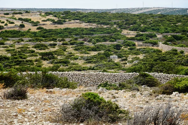 Terrenos Agrícolas Com Paredes Pedra Seca Arbustos Ervas Mediterrânicas Ilha — Fotografia de Stock