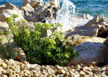 Crithmum maritimum ya da Kaya Örnekleri Adriyatik Denizi yakınlarındaki doğal yaşam alanlarında yenilebilir bitkiler.