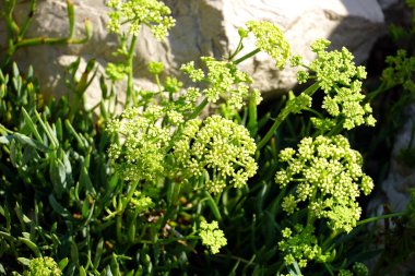 Rock samphire veya Crithmum maritimum Akdeniz bitkisi. Yakın görüş.