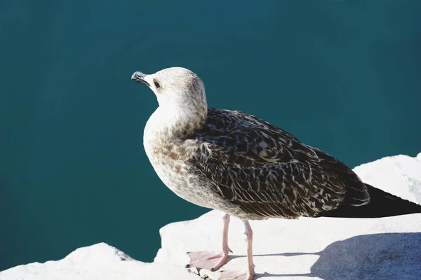 Gull Seagull Sea Bird Family Laridae Rock — Stock Photo, Image