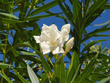 Güneşli bir günde, zakkum ağacının tepesindeki beyaz zakkum çiçeği.