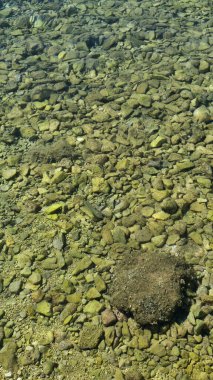 Sığ sularda kristal berrak ve şeffaf deniz sularının altında deniz çakıl taşları