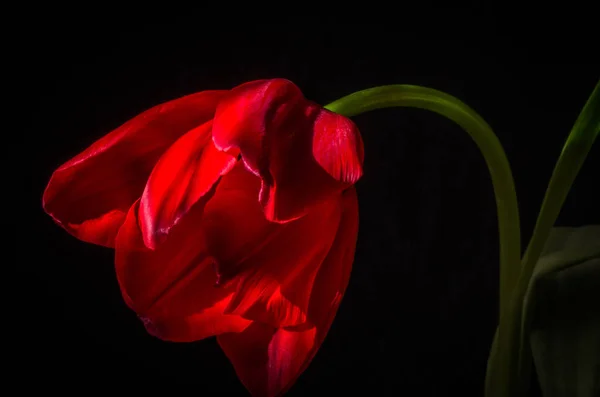 Macro Exuberante Tulipán Escarlata — Foto de Stock