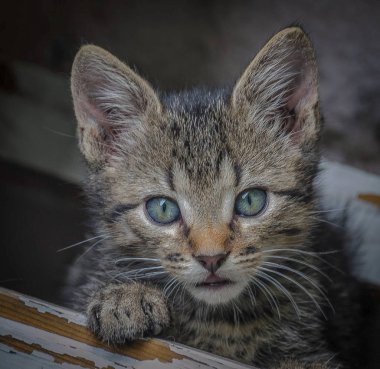 Kitten dikkatle kameraya bakar.
