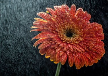 Gür gerbera makro çekim