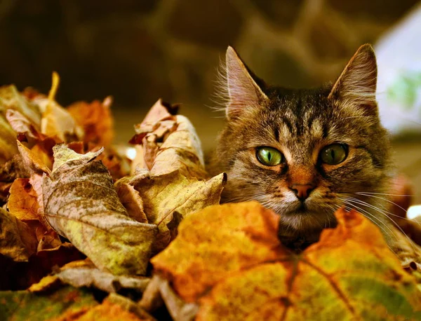 Γάτα Κρύβεται Στα Πεσμένα Φύλλα — Φωτογραφία Αρχείου