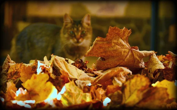 Die Katze Versteckt Sich Den Fallenden Blättern — Stockfoto