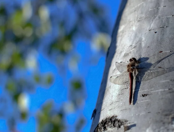 Libélula Sentada Árbol — Foto de Stock