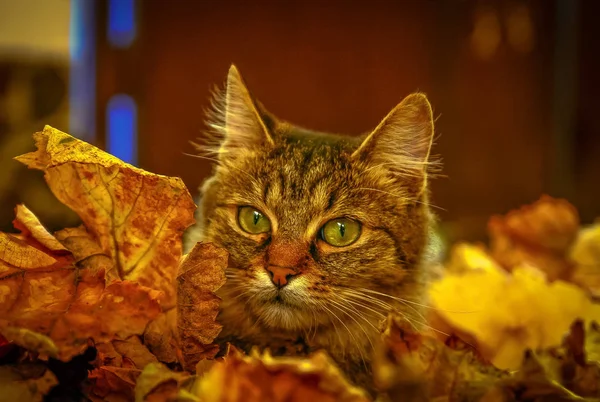 The cat is hiding in the fallen leaves