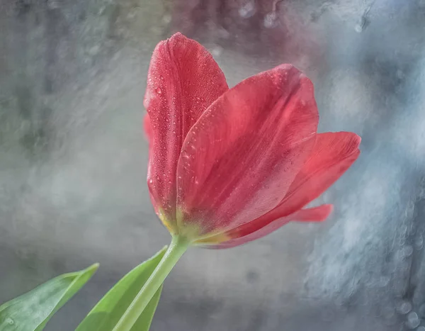 Escarlata Tulipán Macro Disparo — Foto de Stock
