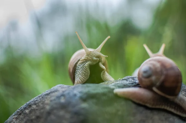 Escargot Des Bois Rampant Sur Pierre — Photo