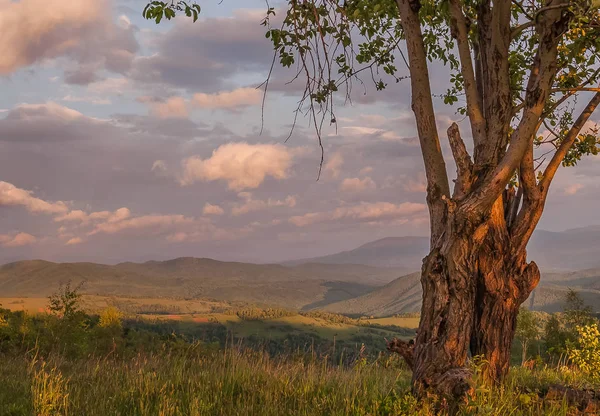 Огромное Дерево Фоне Облаков — стоковое фото